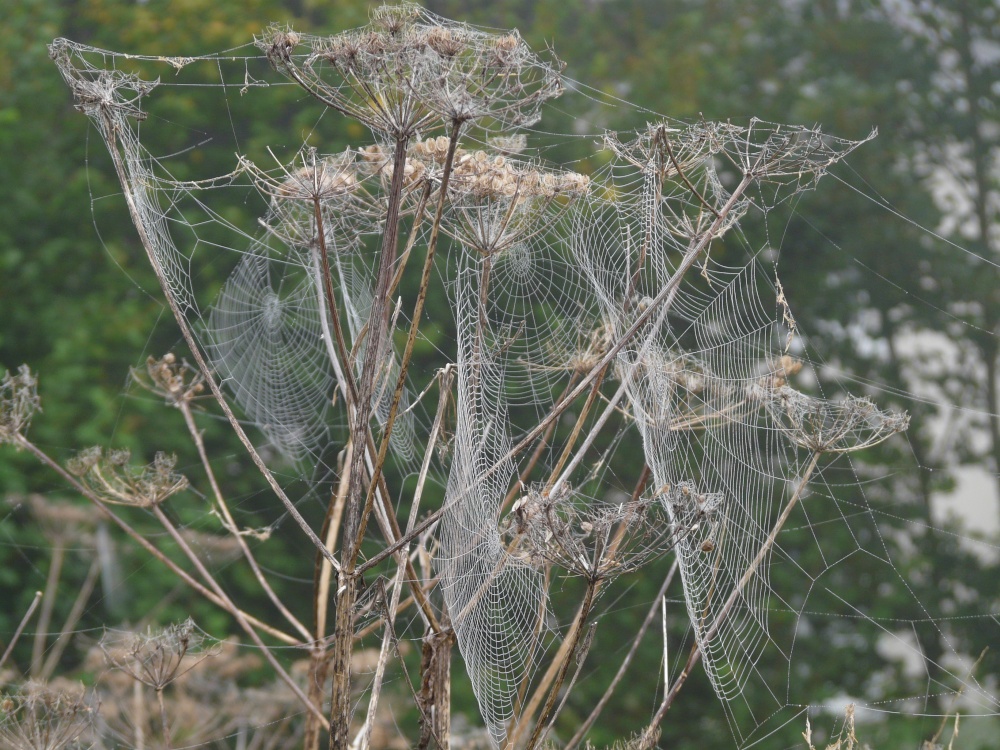 Cobwebs