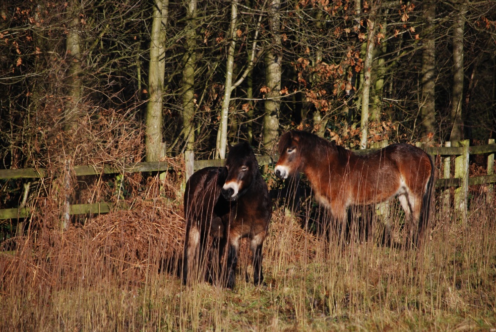 Horses at Saltwells