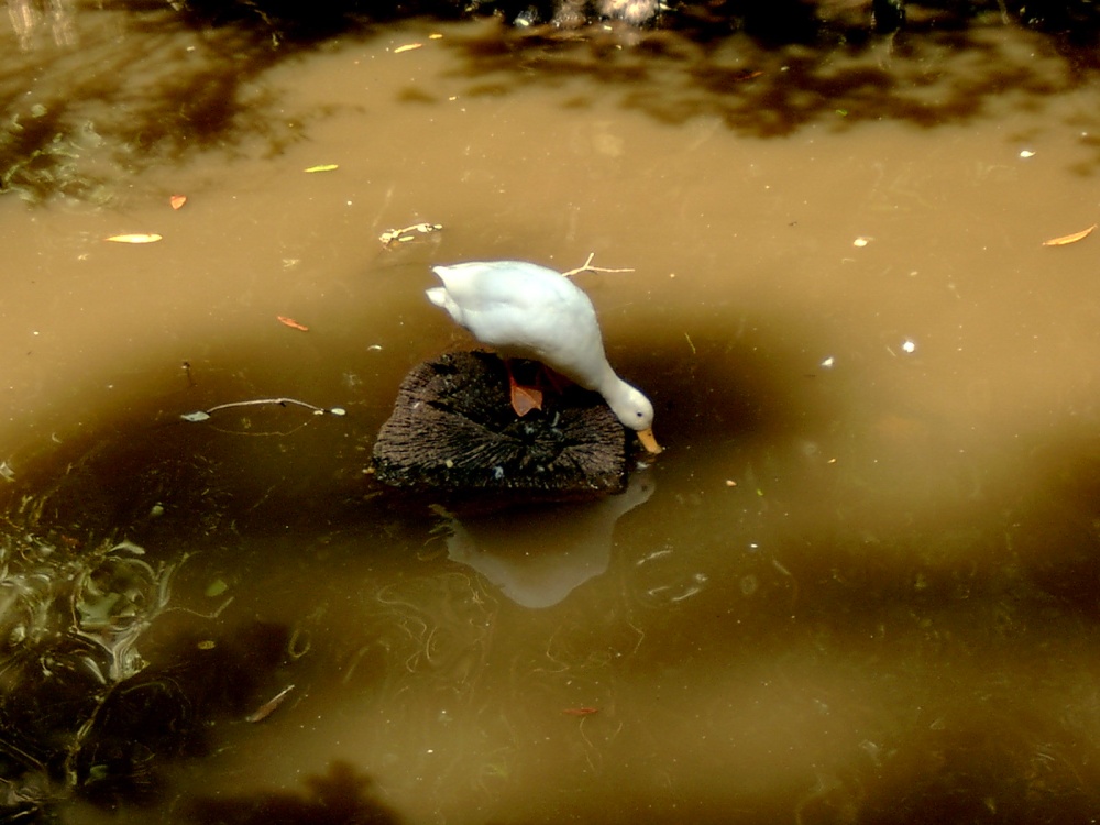 White duck on a rock.