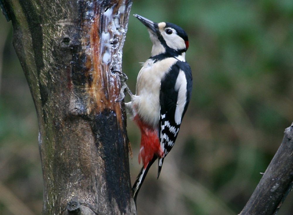 Great Spotted Woodpecker. photo by Roy Jackson