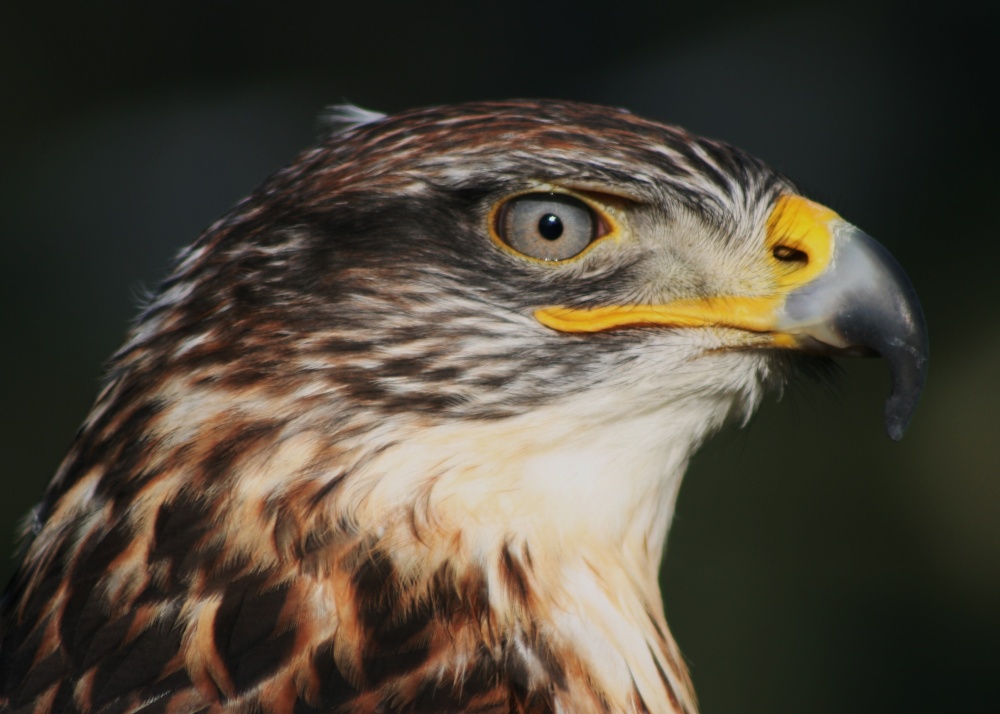 Devon Bird of Prey Centre