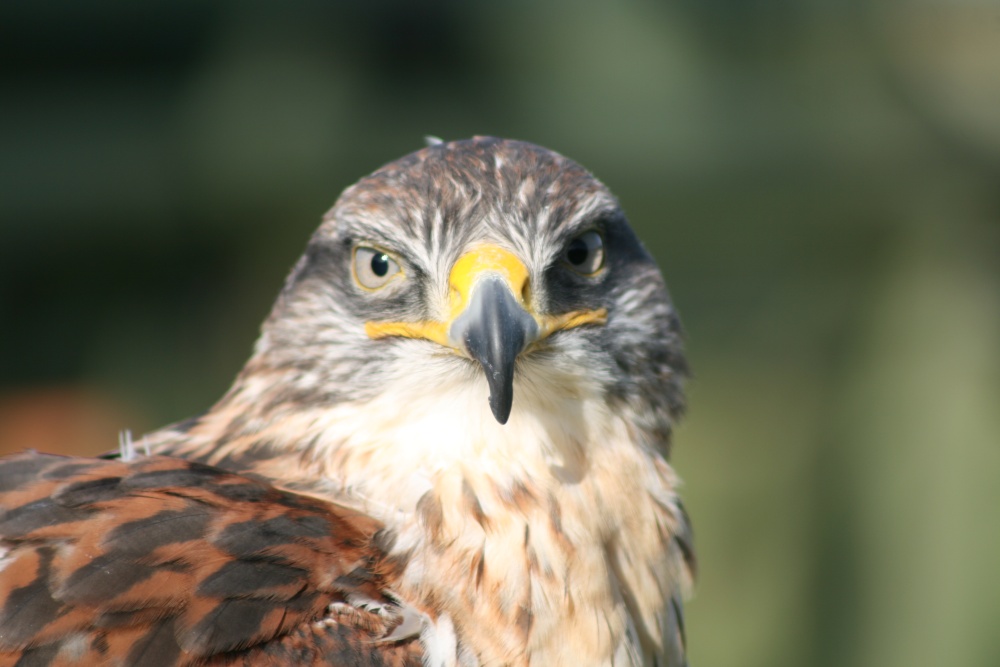 Photograph of Devon Bird of Prey Centre
