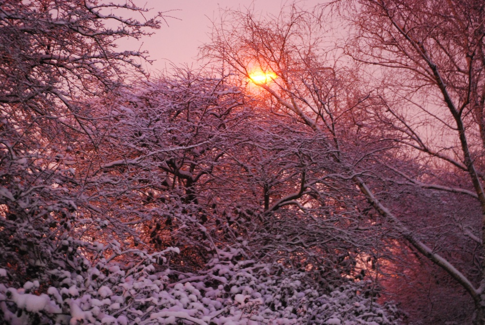 Photograph of Snow on the trees