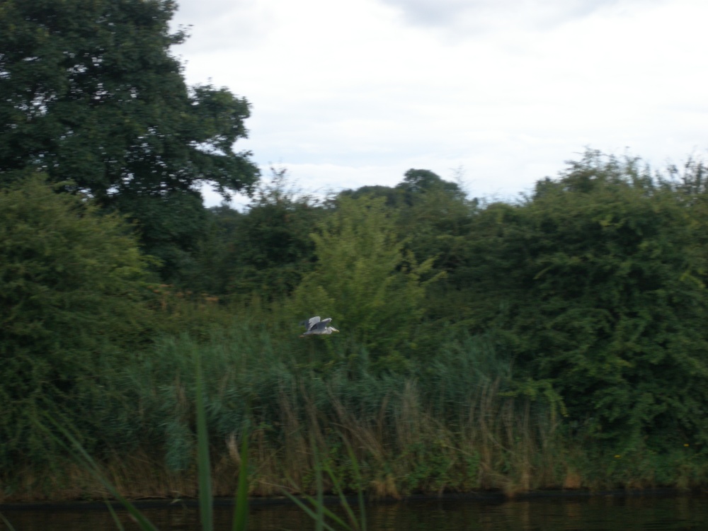 Photograph of Heron near Acton Bridge