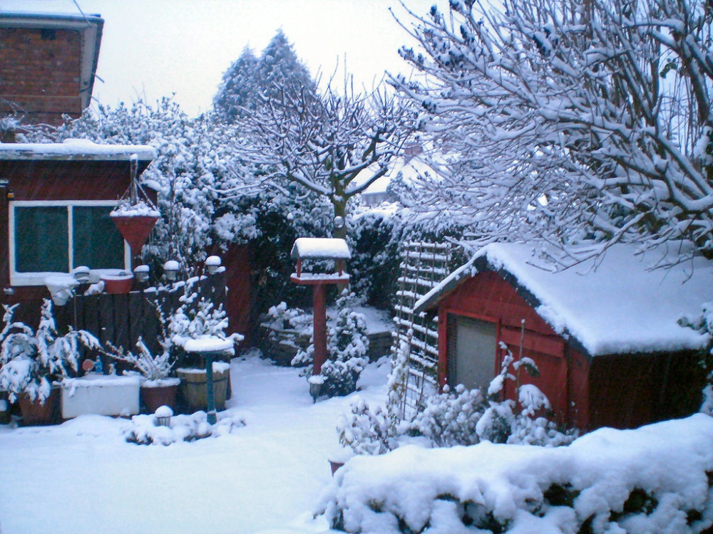 Snow covered back garden