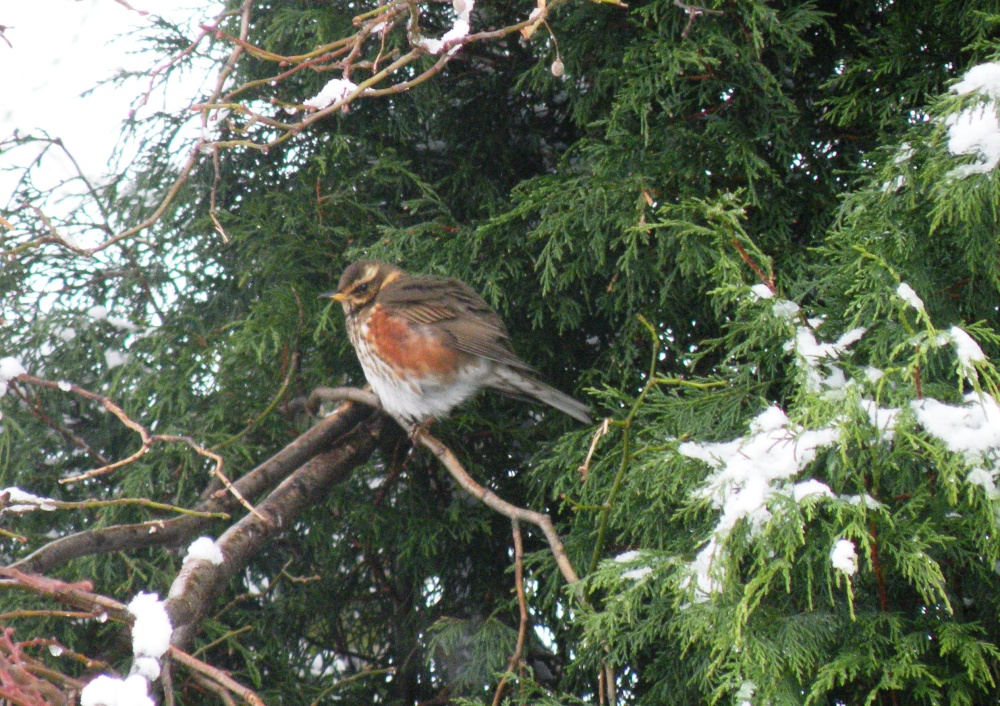 Photograph of Brrr!!! It's cold.