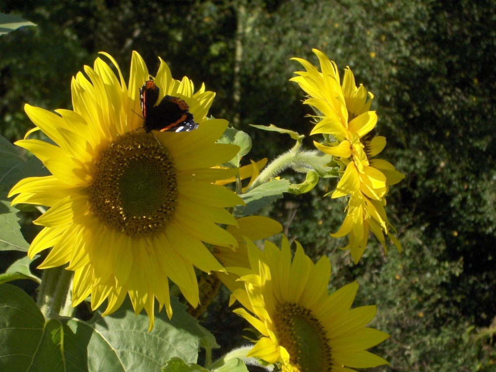 Red admiral on sunflowers