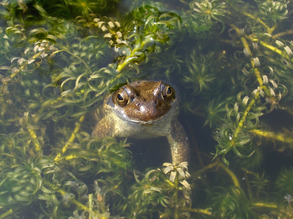 Photograph of Frog