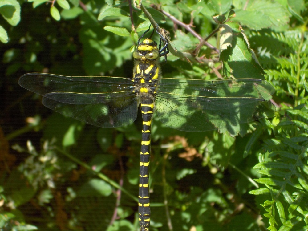 Photograph of Golden-ringed dragonfly