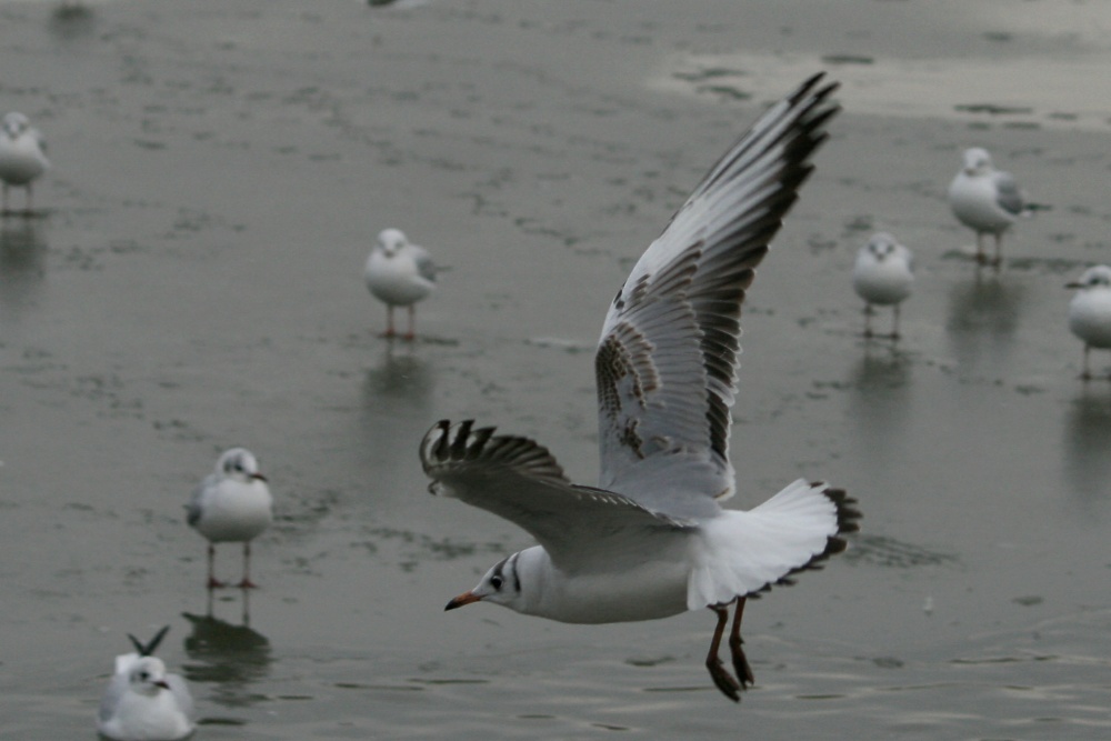 Black Headed Gull winter plumage.