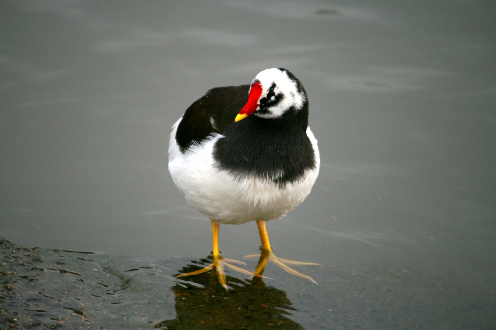Sue's Pied Moorhen.