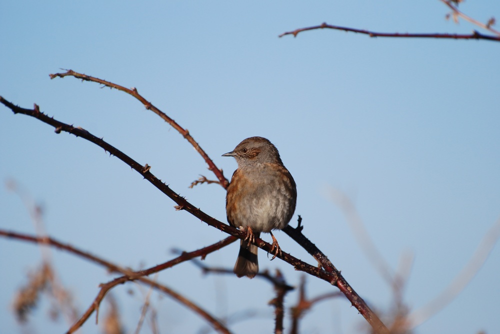 Photograph of Dunnock