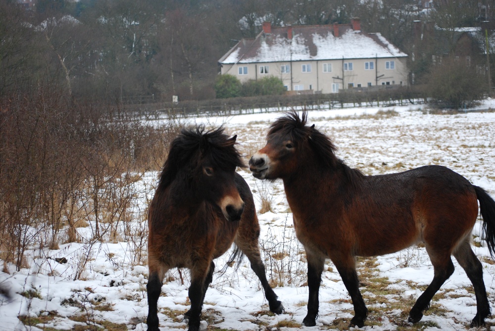 Photograph of Horses playing