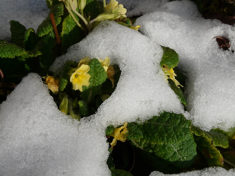 Primulas in the snow