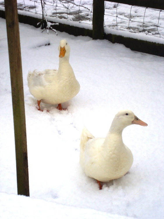 Geese in the snow, Feb 2009