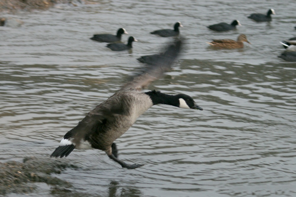Canada Goose2
