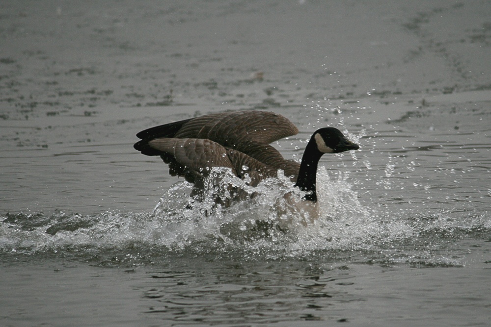 Canada Goose3