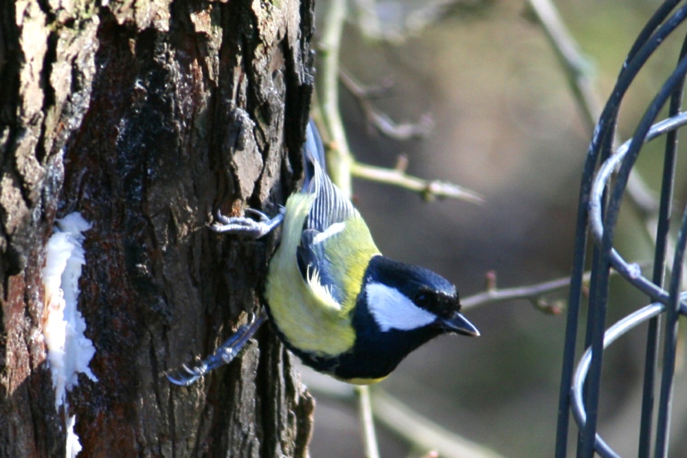 Great Tit.