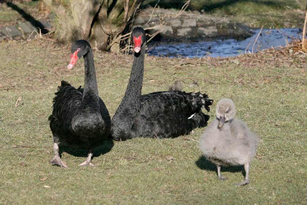 Black Swans with chick.