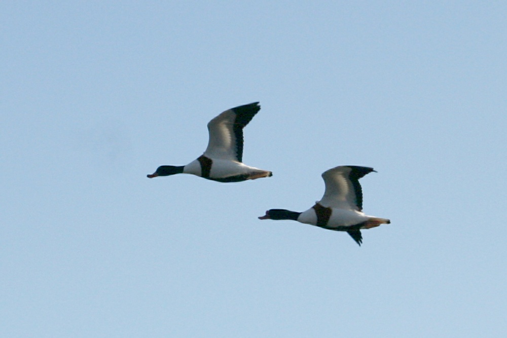 Shelducks