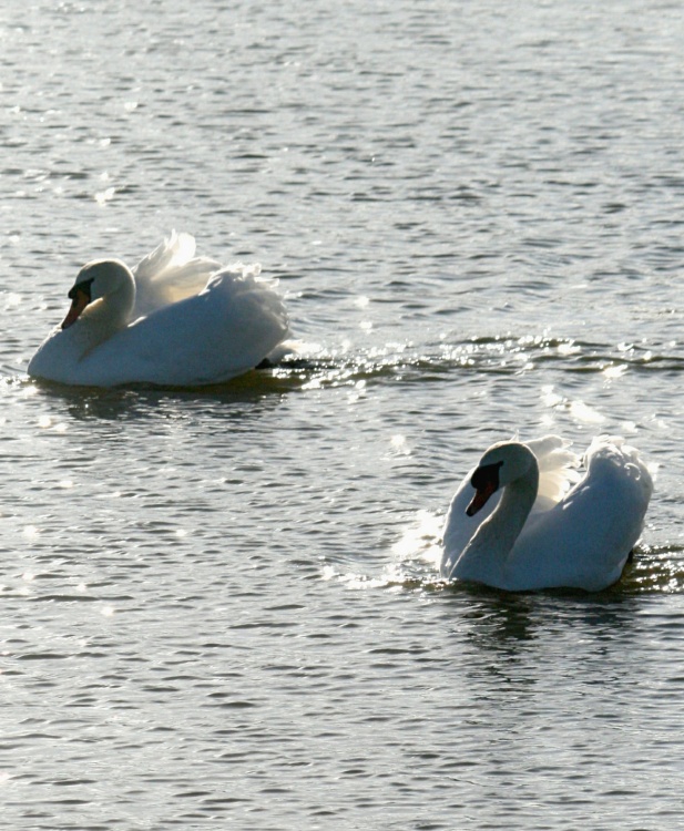 Mute Swans