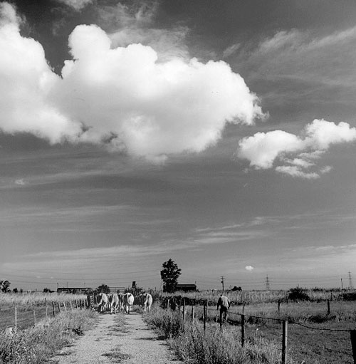 Cow herding on the Hoo Peninsular, North Kent