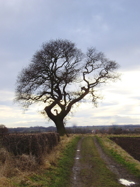 Manners Lane, Darlington