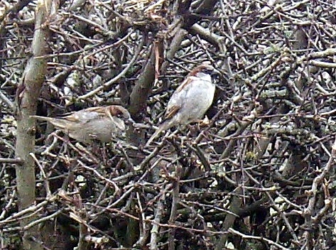 Sparrows