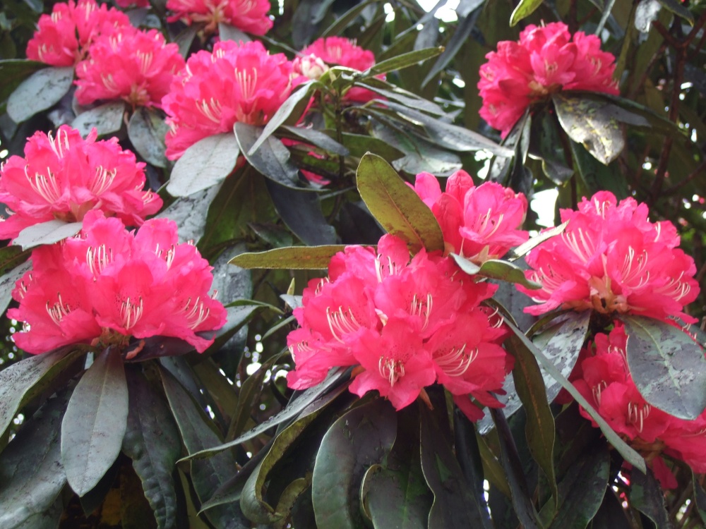 Photograph of Rhododendrons in full bloom Fell Foot park