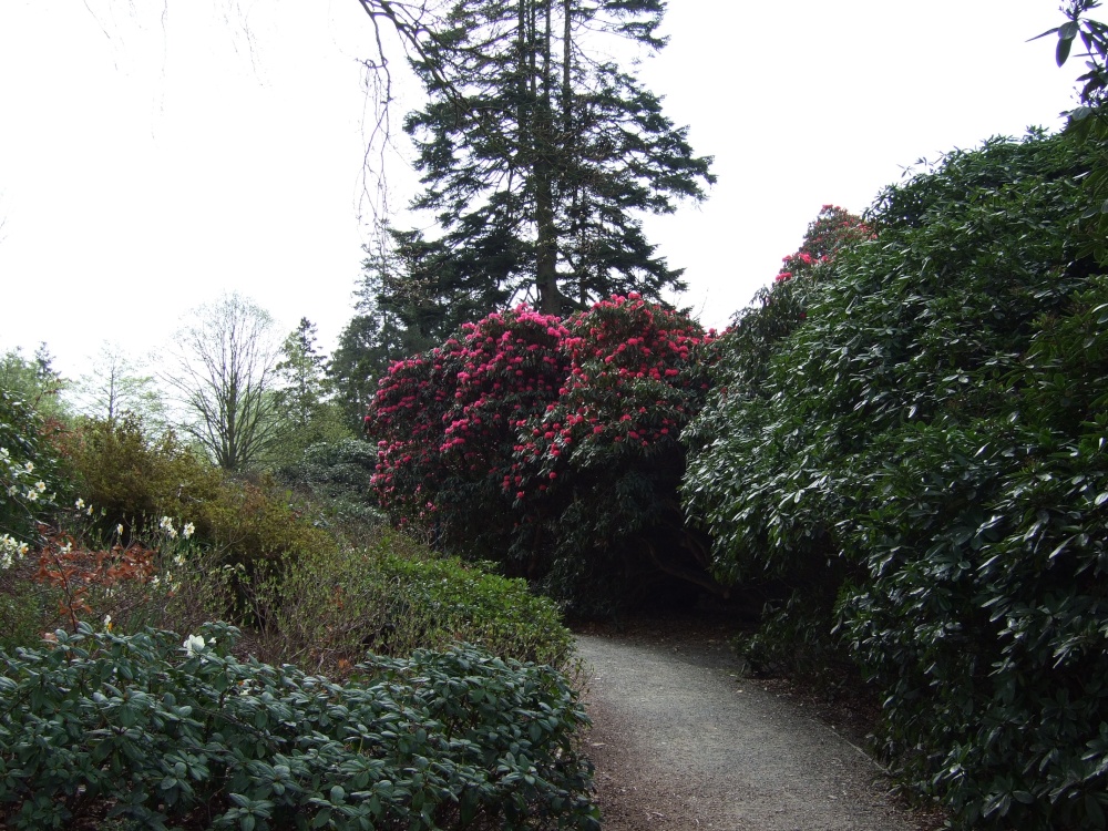 Rhododendrons in full bloom Fell Foot park