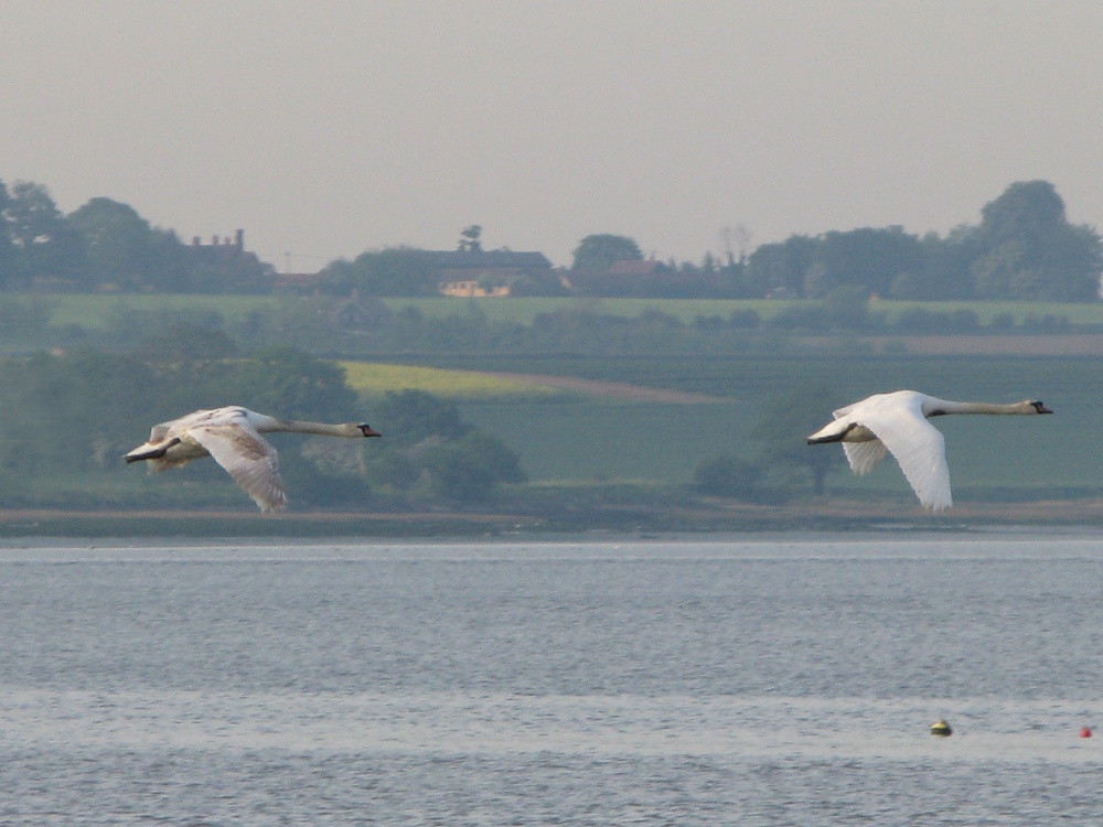 Photograph of Swans flying over the River Stour