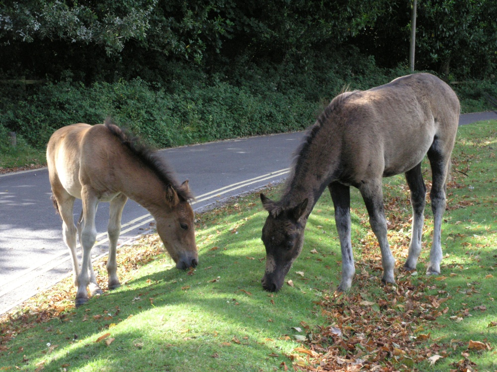 Photograph of Ponies grazing at Lyndhurst