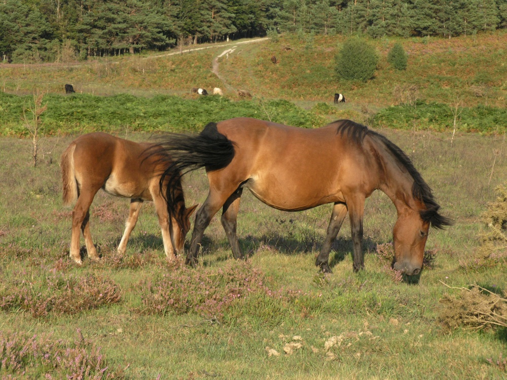 Photograph of New Forest ponies grazing