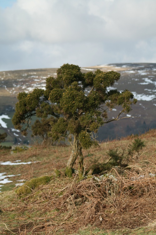 Gorse Bush