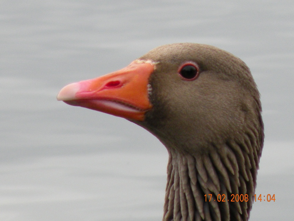 Greylag Goose