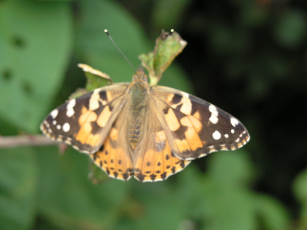 Painted Lady