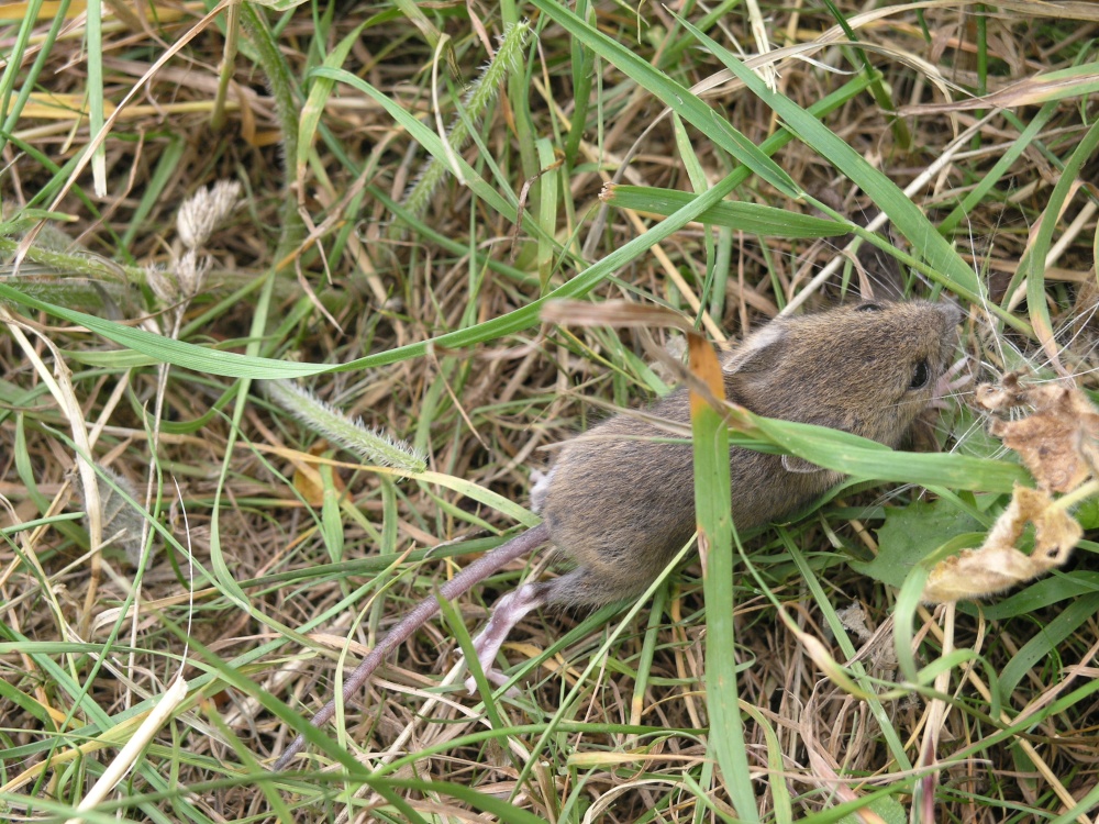 Field Mouse