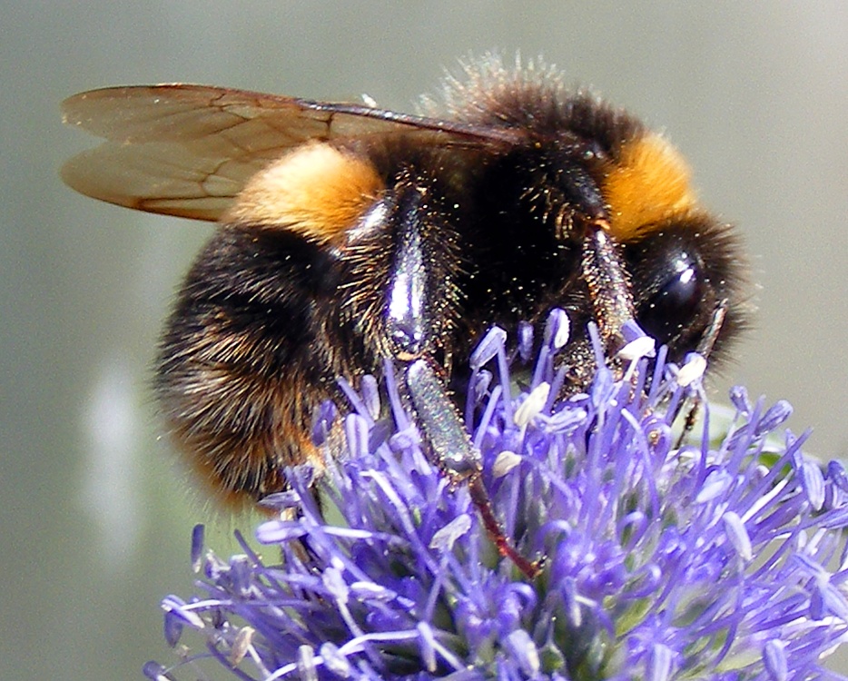Photograph of Bees