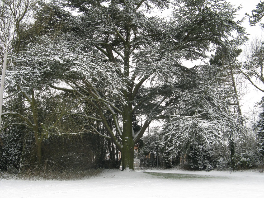 Beautiful tree In Narborough, Leicester