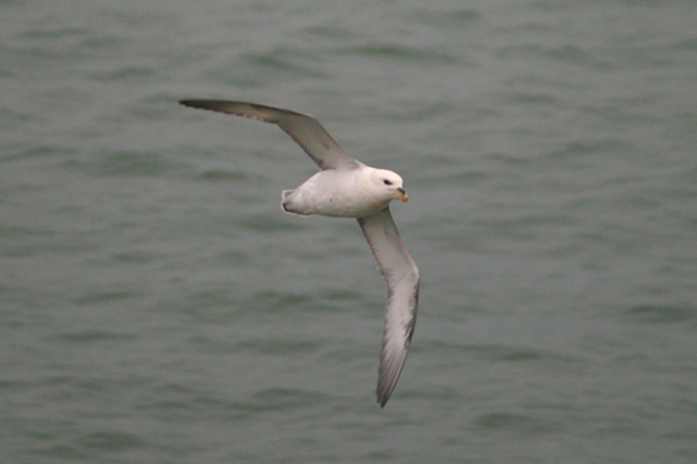 Fulmar