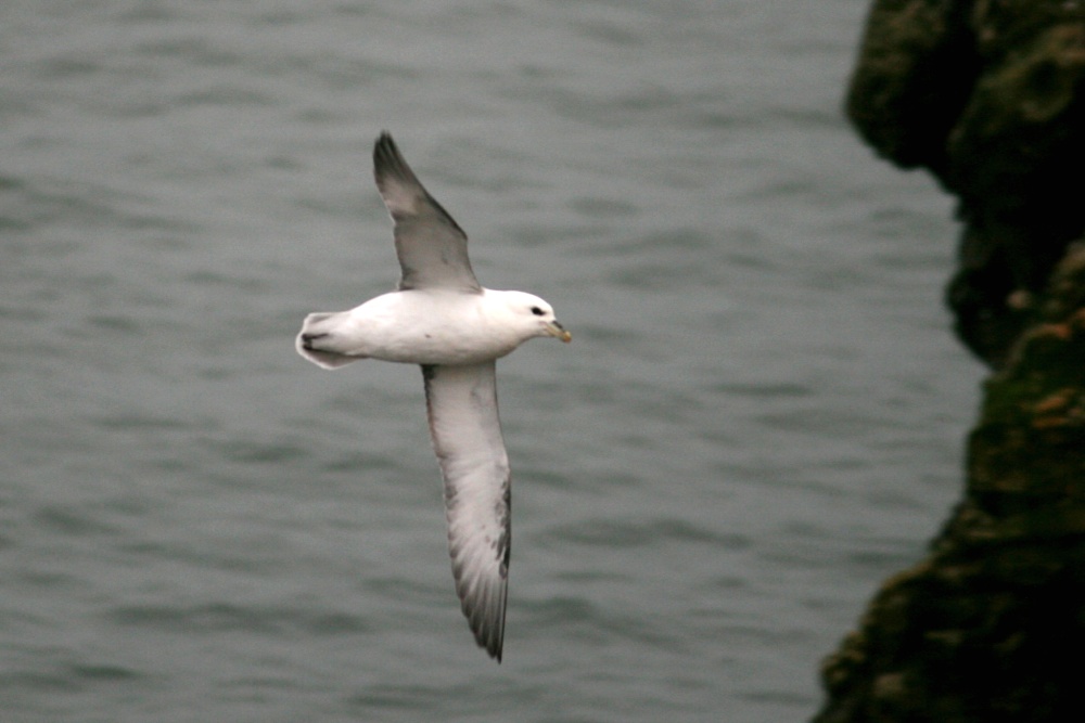 Fulmar