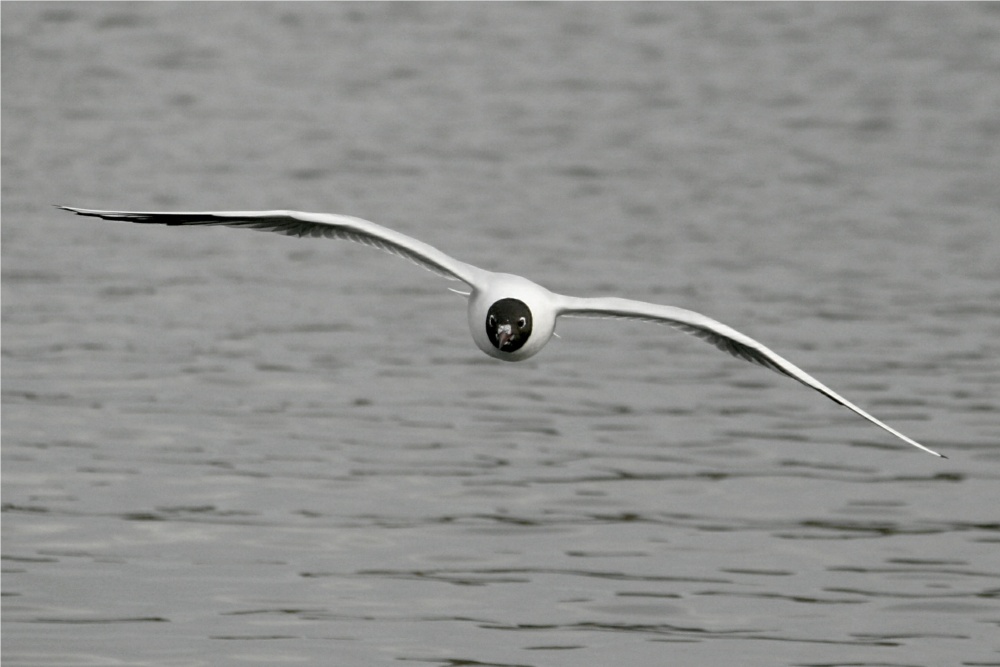 Black Headed Gull