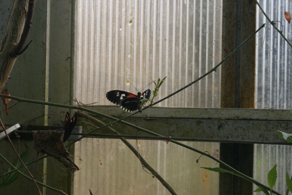 Butterfly World (Thornaby)