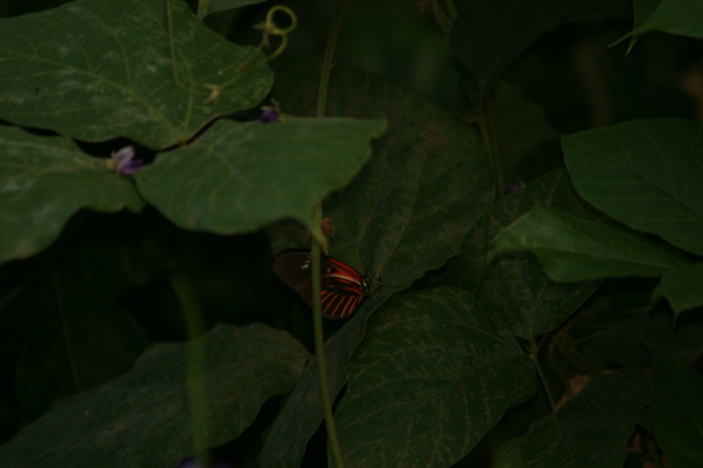 Photograph of Butterfly World (Thornaby)