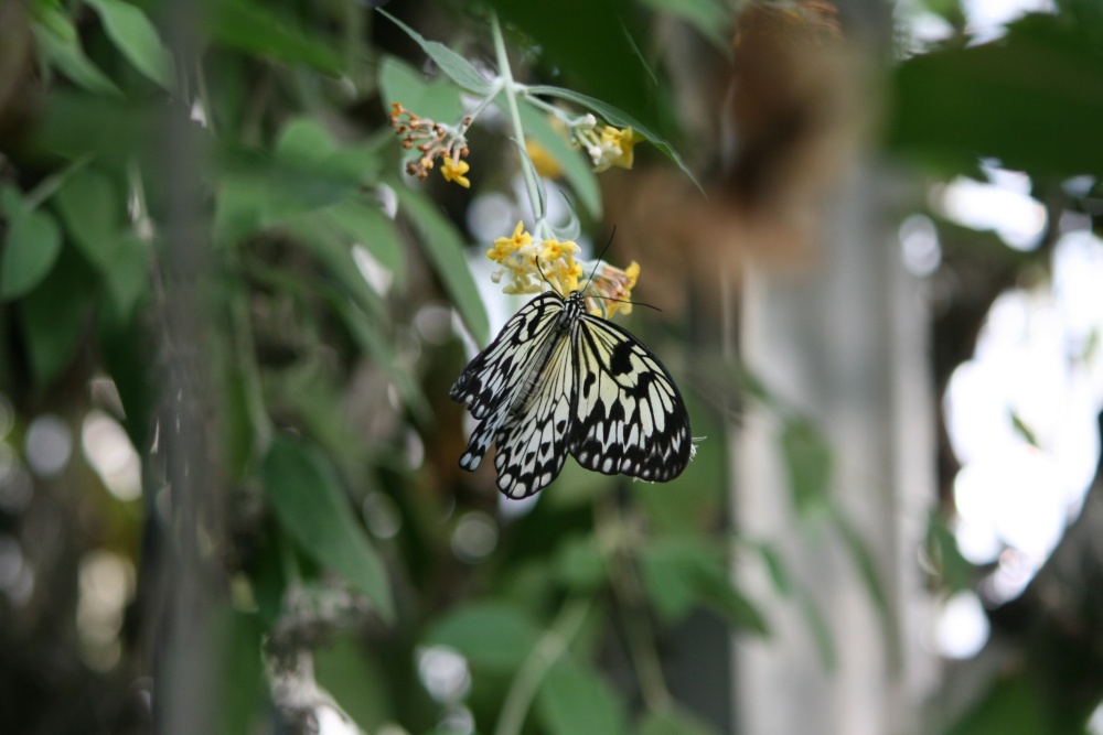 Photograph of Butterfly World (Thornaby)