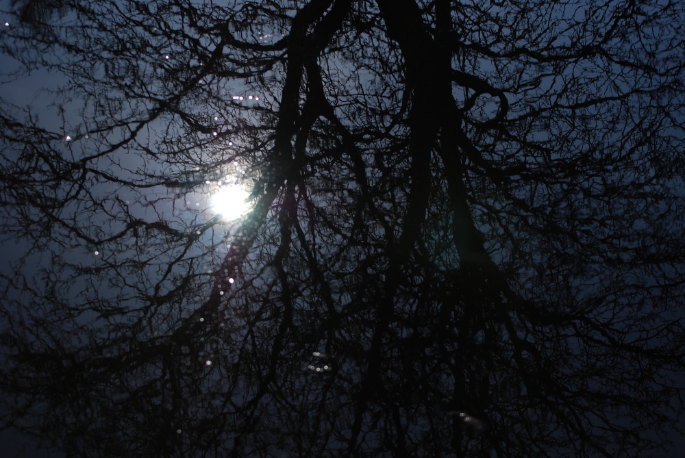 Reflections in the Canal