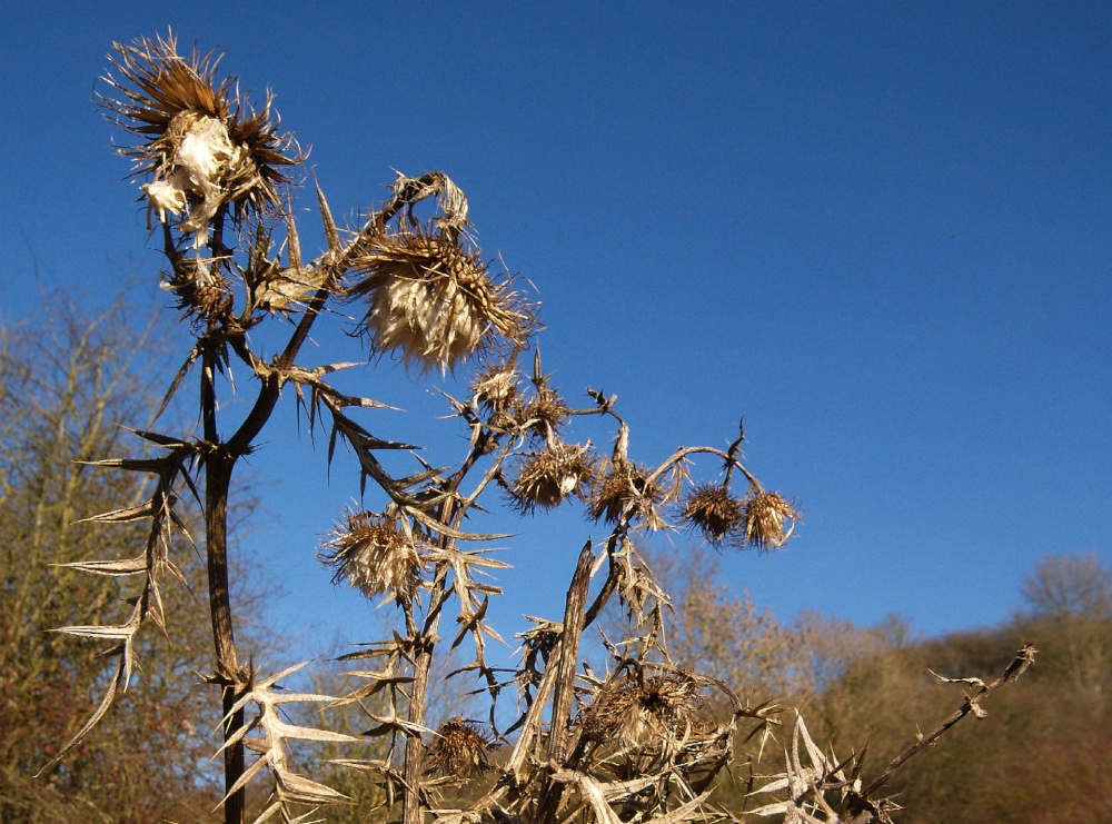 Photograph of Thistle at Kirtlington Quarry, by the Oxford Canal, Oxon