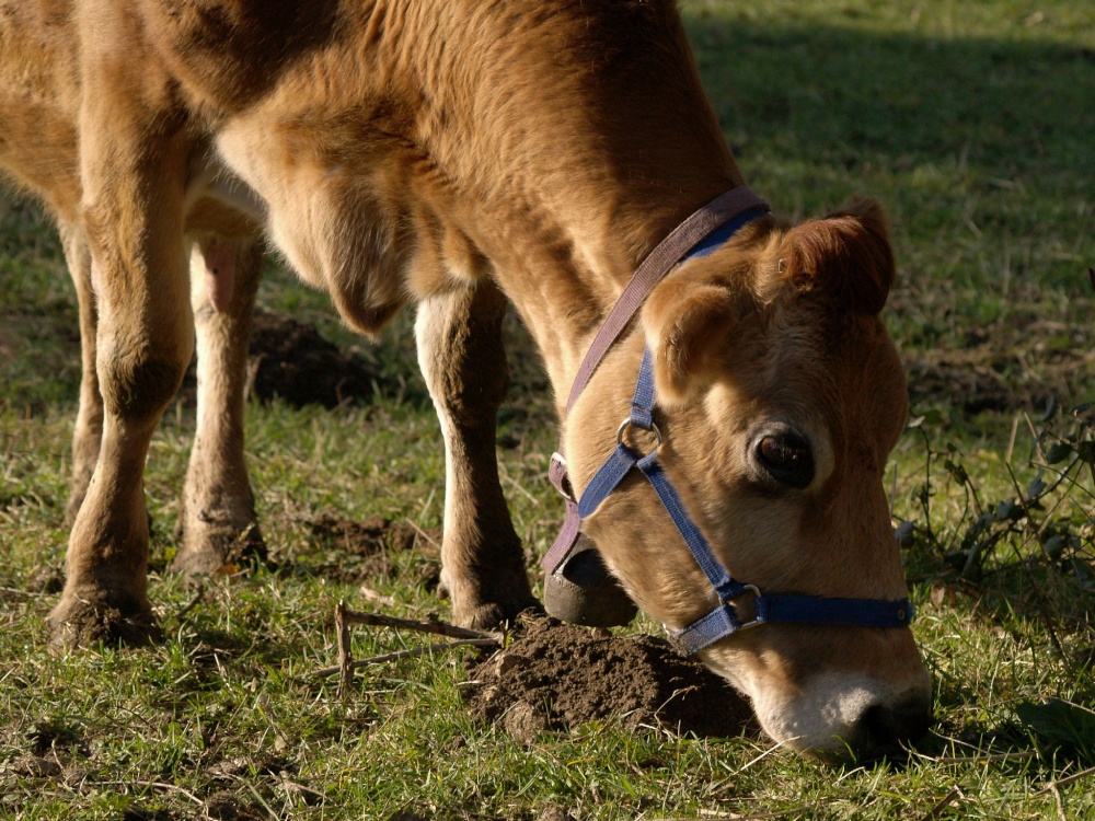 Domestic dairy cow - complete with bell - Pigeons Lock, Kirtlington, Oxon