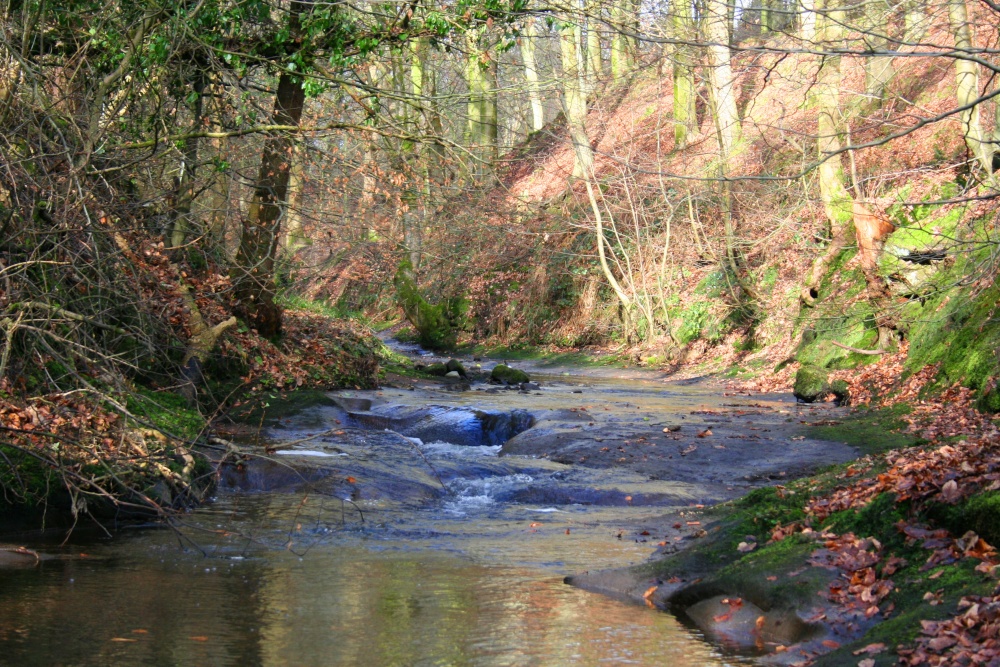 Dean Brook