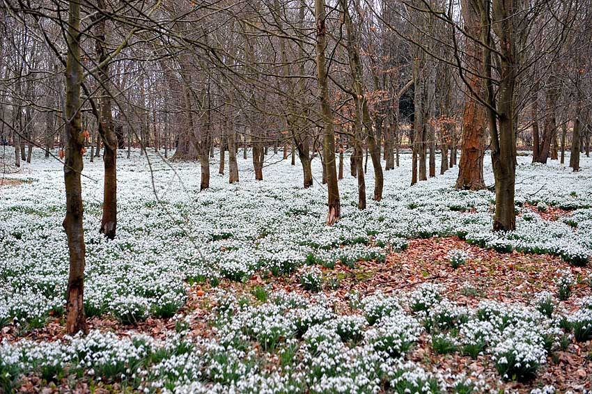 Snowdrop Woods, Welford Park,Berkshire